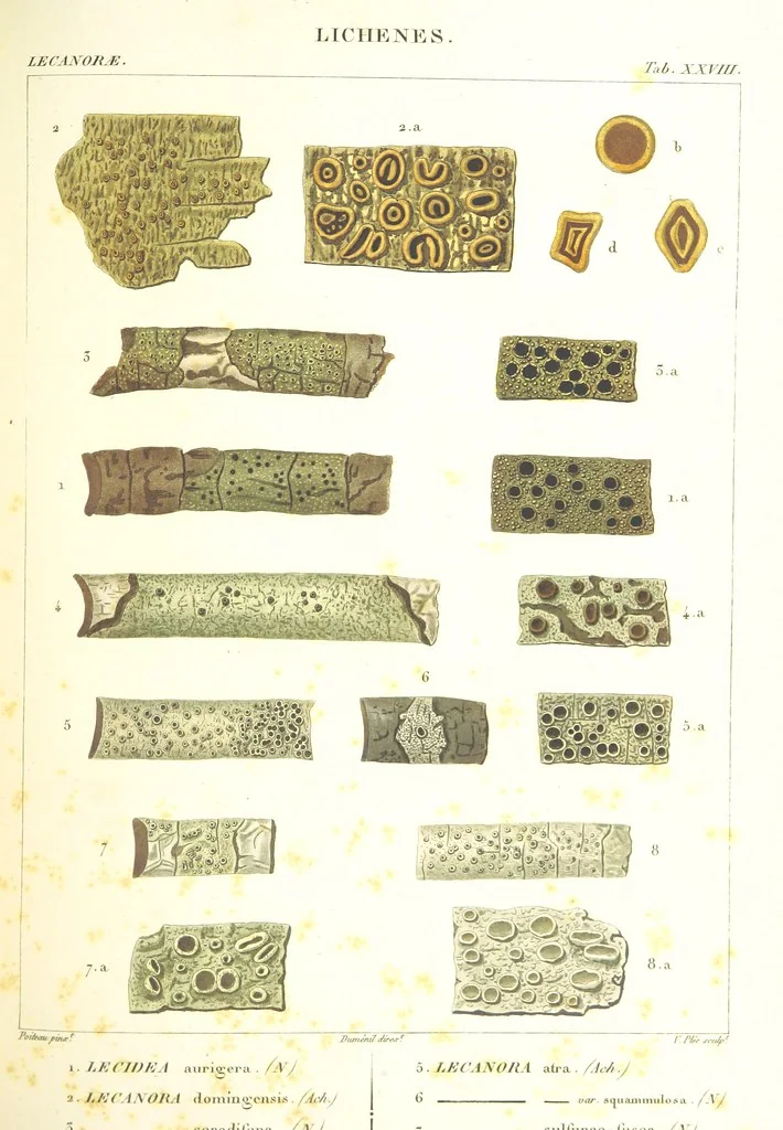 An illustration from Essai sur les cryptogames des écorces exotiques officinales, 1824, leaf 349