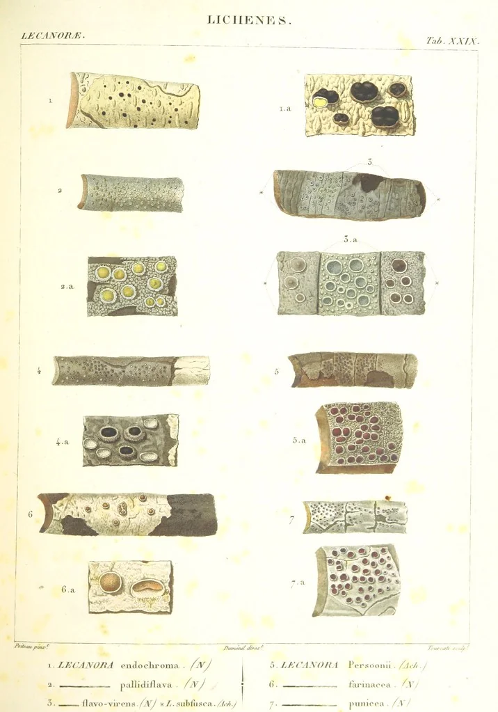 An illustration from Essai sur les cryptogames des écorces exotiques officinales, 1824, leaf 351