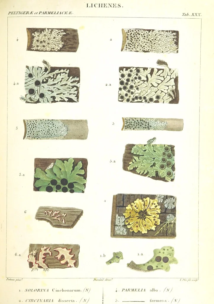 An illustration from Essai sur les cryptogames des écorces exotiques officinales, 1824, leaf 353