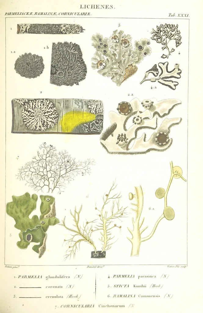 An illustration from Essai sur les cryptogames des écorces exotiques officinales, 1824, leaf 355