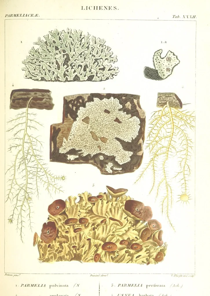 An illustration from Essai sur les cryptogames des écorces exotiques officinales, 1824, leaf 357