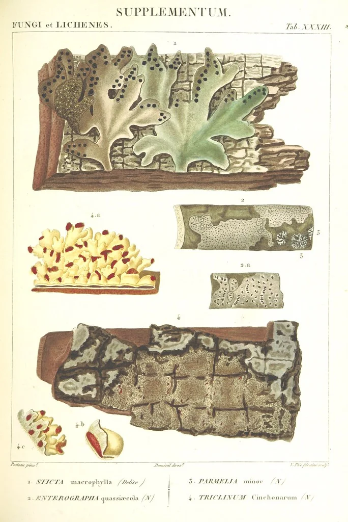 An illustration from Essai sur les cryptogames des écorces exotiques officinales, 1824, leaf 359