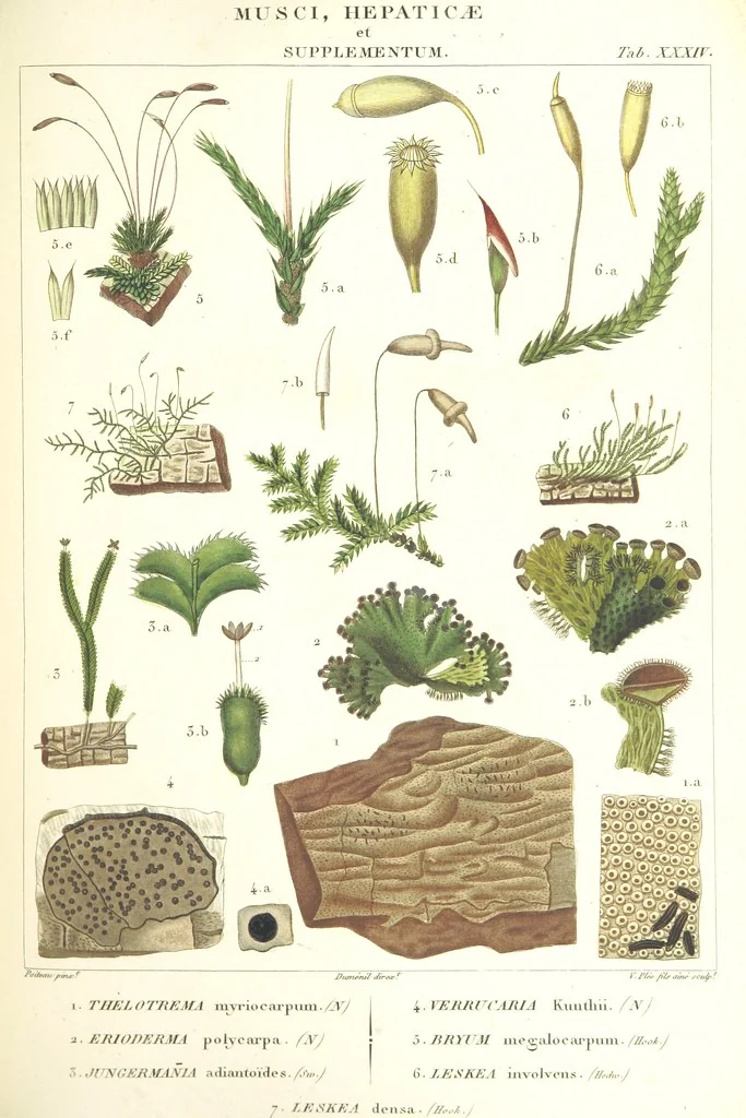 An illustration from Essai sur les cryptogames des écorces exotiques officinales, 1824, leaf 361