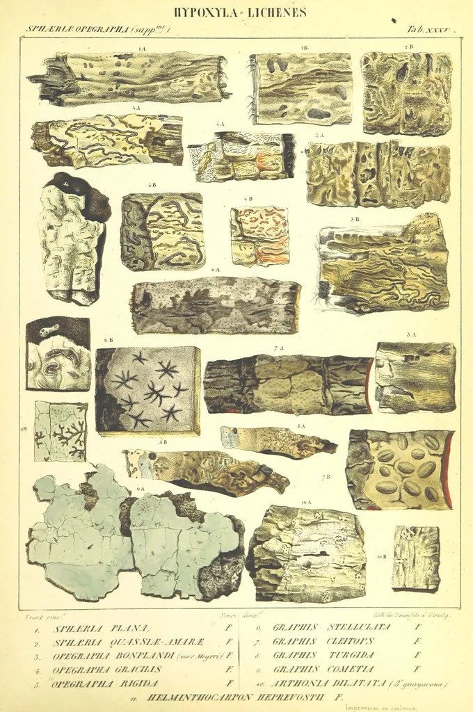 An illustration from Essai sur les cryptogames des écorces exotiques officinales, 1824, leaf 547