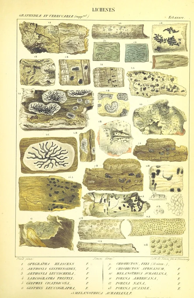 An illustration from Essai sur les cryptogames des écorces exotiques officinales, 1824, leaf 549