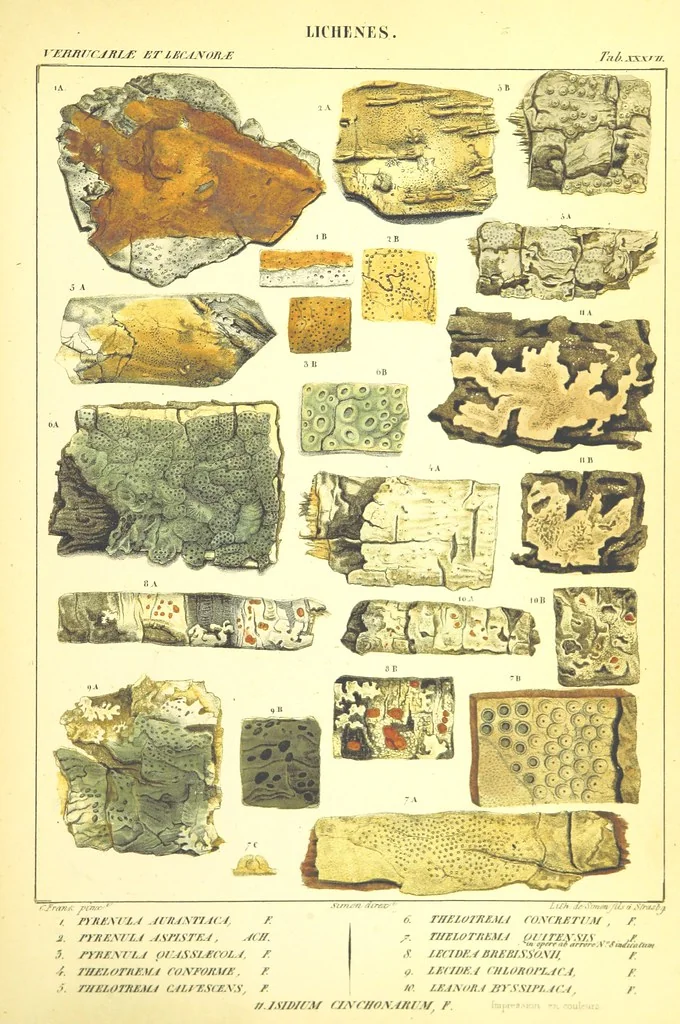 An illustration from Essai sur les cryptogames des écorces exotiques officinales, 1824, leaf 551