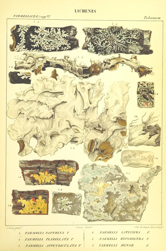 An illustration from Essai sur les cryptogames des écorces exotiques officinales, 1824, leaf 553