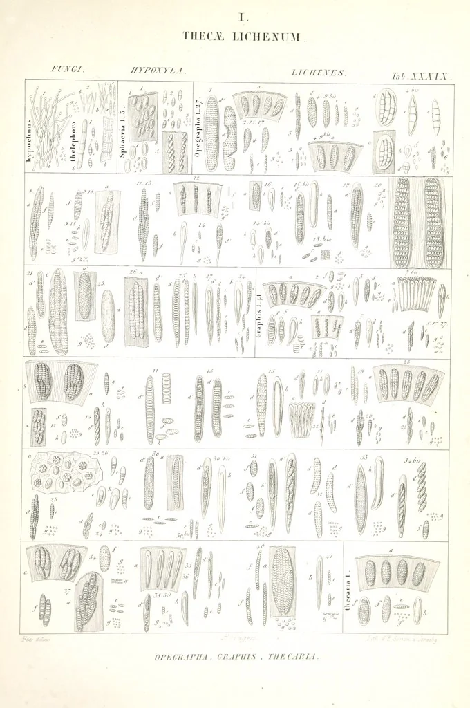 An illustration from Essai sur les cryptogames des écorces exotiques officinales, 1824, leaf 555