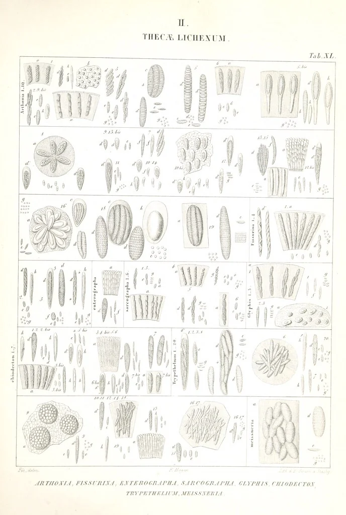 An illustration from Essai sur les cryptogames des écorces exotiques officinales, 1824, leaf 557
