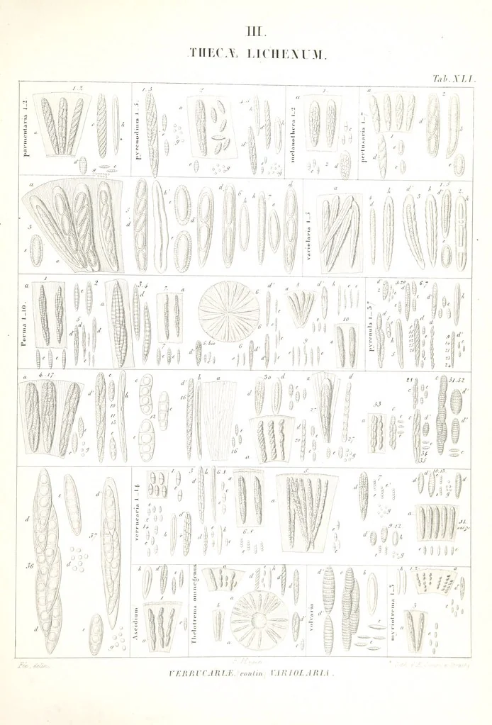 An illustration from Essai sur les cryptogames des écorces exotiques officinales, 1824, leaf 559
