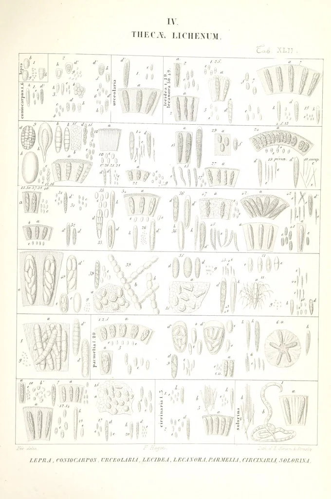 An illustration from Essai sur les cryptogames des écorces exotiques officinales, 1824, leaf 561