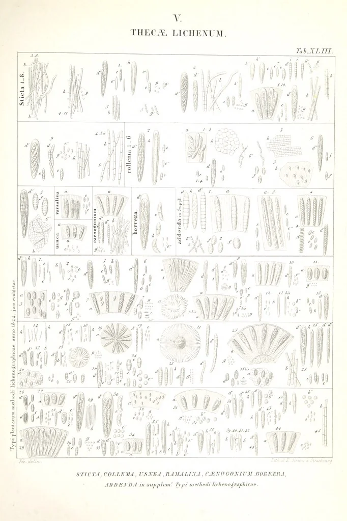 An illustration from Essai sur les cryptogames des écorces exotiques officinales, 1824, leaf 563