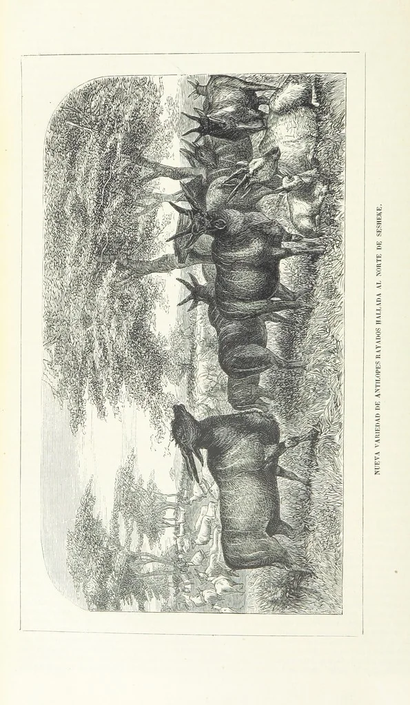 An illustration from Nuevo Viajero Universal, enciclopedia de viajes modernos, recopilacion de las obras mas notables sobre descubrimientos, exploraciones y aventuras, publicada por los mas célebres viajeros del siglo XIX. ... adornada con profusion de mapas, láminas sueltas y grabados, etc, 1859, leaf 104