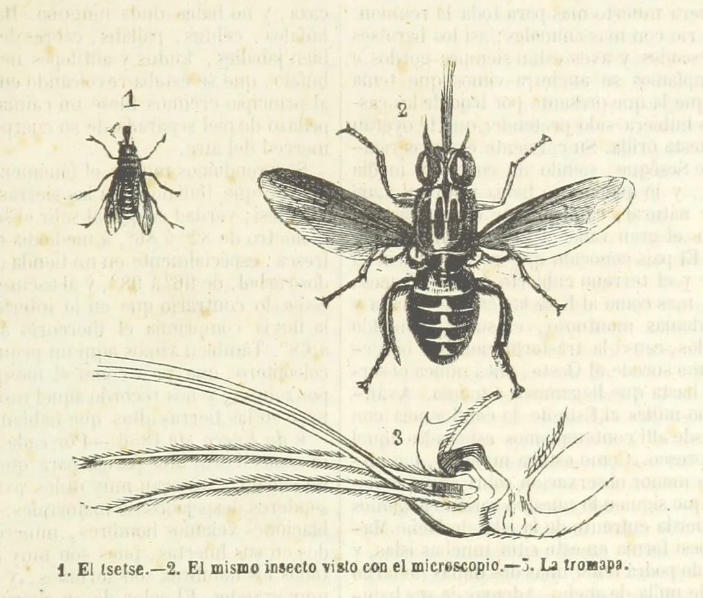 An illustration from Nuevo Viajero Universal, enciclopedia de viajes modernos, recopilacion de las obras mas notables sobre descubrimientos, exploraciones y aventuras, publicada por los mas célebres viajeros del siglo XIX. ... adornada con profusion de mapas, láminas sueltas y grabados, etc, 1859, leaf 227