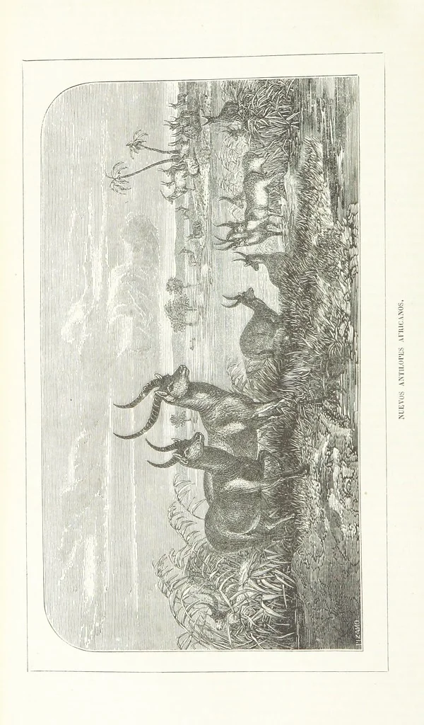 An illustration from Nuevo Viajero Universal, enciclopedia de viajes modernos, recopilacion de las obras mas notables sobre descubrimientos, exploraciones y aventuras, publicada por los mas célebres viajeros del siglo XIX. ... adornada con profusion de mapas, láminas sueltas y grabados, etc, 1859, leaf 48