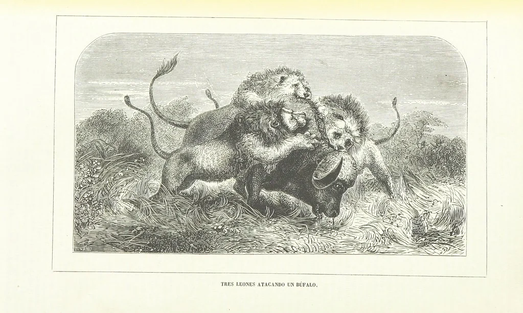 An illustration from Nuevo Viajero Universal, enciclopedia de viajes modernos, recopilacion de las obras mas notables sobre descubrimientos, exploraciones y aventuras, publicada por los mas célebres viajeros del siglo XIX. ... adornada con profusion de mapas, láminas sueltas y grabados, etc, 1859, leaf 74