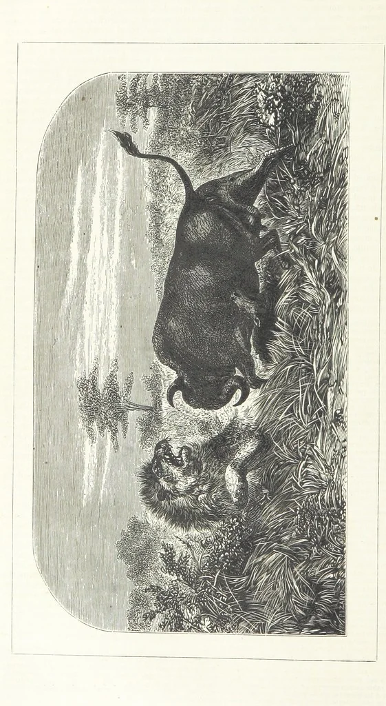 An illustration from Nuevo Viajero Universal, enciclopedia de viajes modernos, recopilacion de las obras mas notables sobre descubrimientos, exploraciones y aventuras, publicada por los mas célebres viajeros del siglo XIX. ... adornada con profusion de mapas, láminas sueltas y grabados, etc, 1859, leaf 78