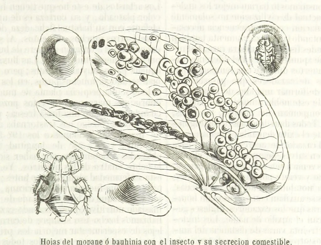 An illustration from Nuevo Viajero Universal, enciclopedia de viajes modernos, recopilacion de las obras mas notables sobre descubrimientos, exploraciones y aventuras, publicada por los mas célebres viajeros del siglo XIX. ... adornada con profusion de mapas, láminas sueltas y grabados, etc, 1859, leaf 85