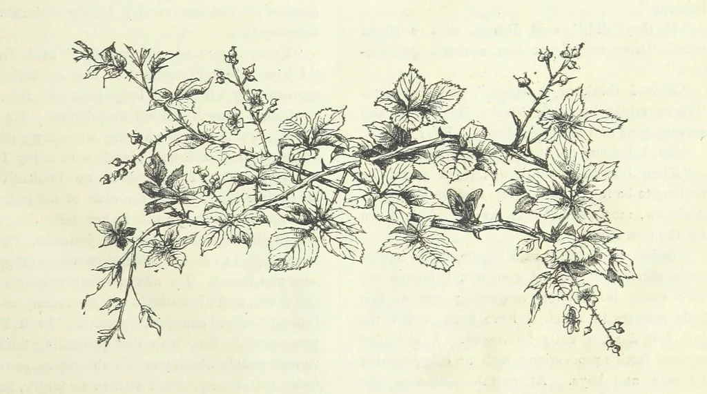 An illustration from The Fijiad; or, English Nights' Entertainments. (By an author of the Siliad [i.e. R. Emerson] and others.), 1874, leaf 25