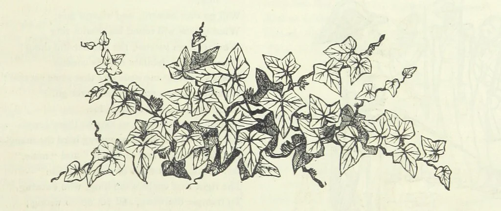 An illustration from The Fijiad; or, English Nights' Entertainments. (By an author of the Siliad [i.e. R. Emerson] and others.), 1874, leaf 81