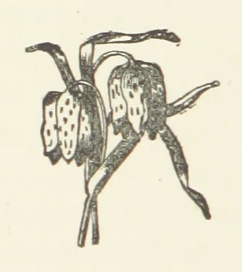 An illustration from Norman Reid, M. A. [A tale, 1890, leaf 188