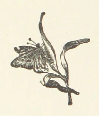 An illustration from Norman Reid, M. A. [A tale, 1890, leaf 36