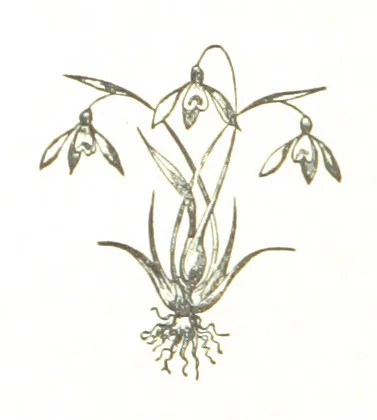 An illustration from The Folks of Fernleigh. A country chronicle, 1890, leaf 240