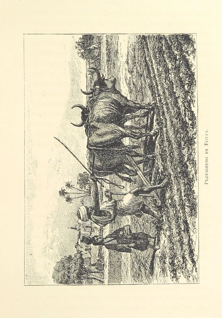 An illustration from Lecture on Egypt, etc, 1880, leaf 31