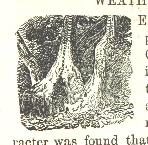 An illustration from Illustrated Historical Sketches of the Indians, exhibiting their manners and customs on the battle field, and in the Wigwam ... From the best authorities, 1857, leaf 359