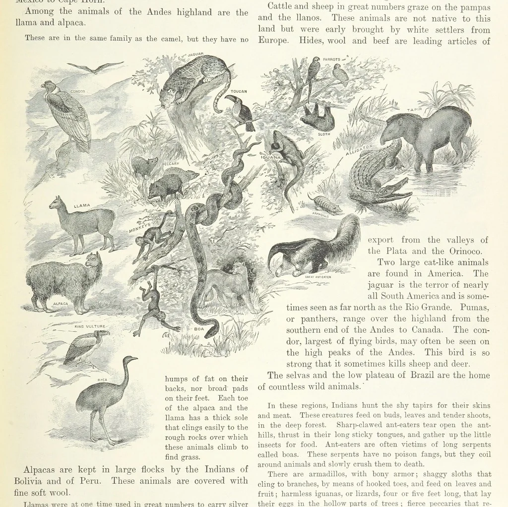 An illustration from Advanced Geography, 1899, leaf 117