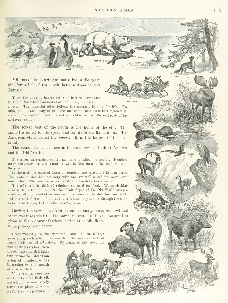 An illustration from Advanced Geography, 1899, leaf 119