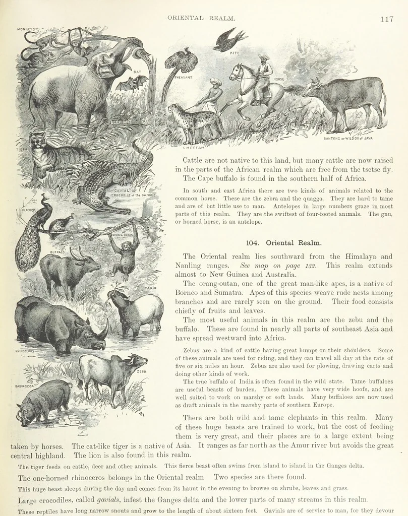 An illustration from Advanced Geography, 1899, leaf 121