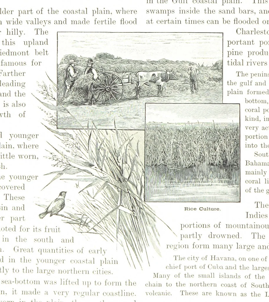 An illustration from Advanced Geography, 1899, leaf 56
