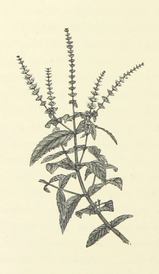An illustration from A Daughter of the Klephts; or, A Girl of Modern Greece, etc. [A tale, 1897, leaf 108