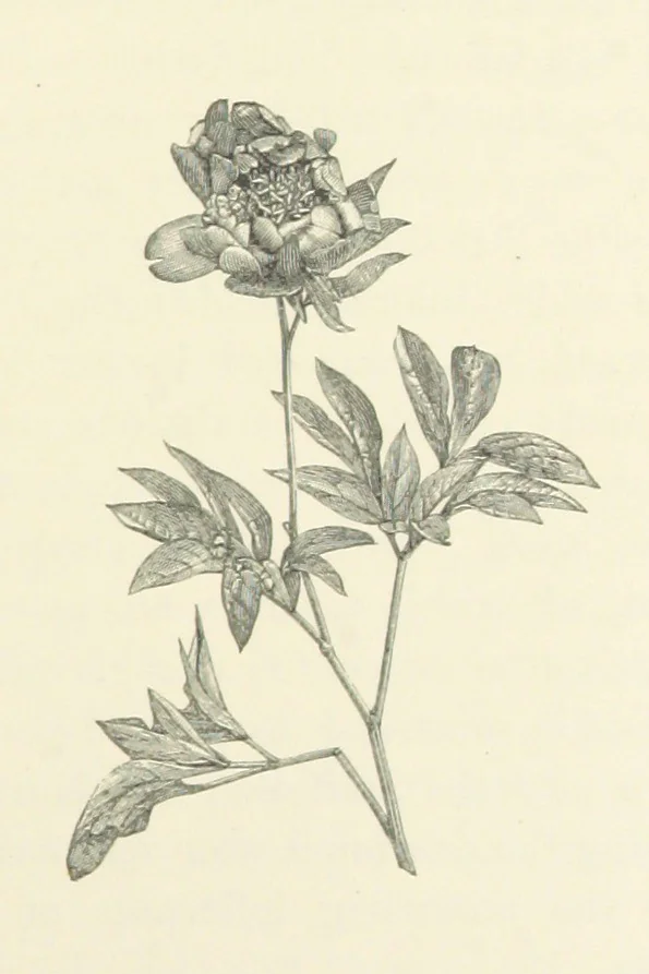 An illustration from A Daughter of the Klephts; or, A Girl of Modern Greece, etc. [A tale, 1897, leaf 143