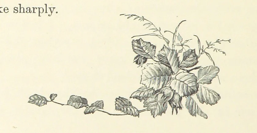 An illustration from A Daughter of the Klephts; or, A Girl of Modern Greece, etc. [A tale, 1897, leaf 184