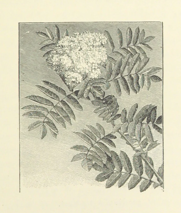 An illustration from A Daughter of the Klephts; or, A Girl of Modern Greece, etc. [A tale, 1897, leaf 221