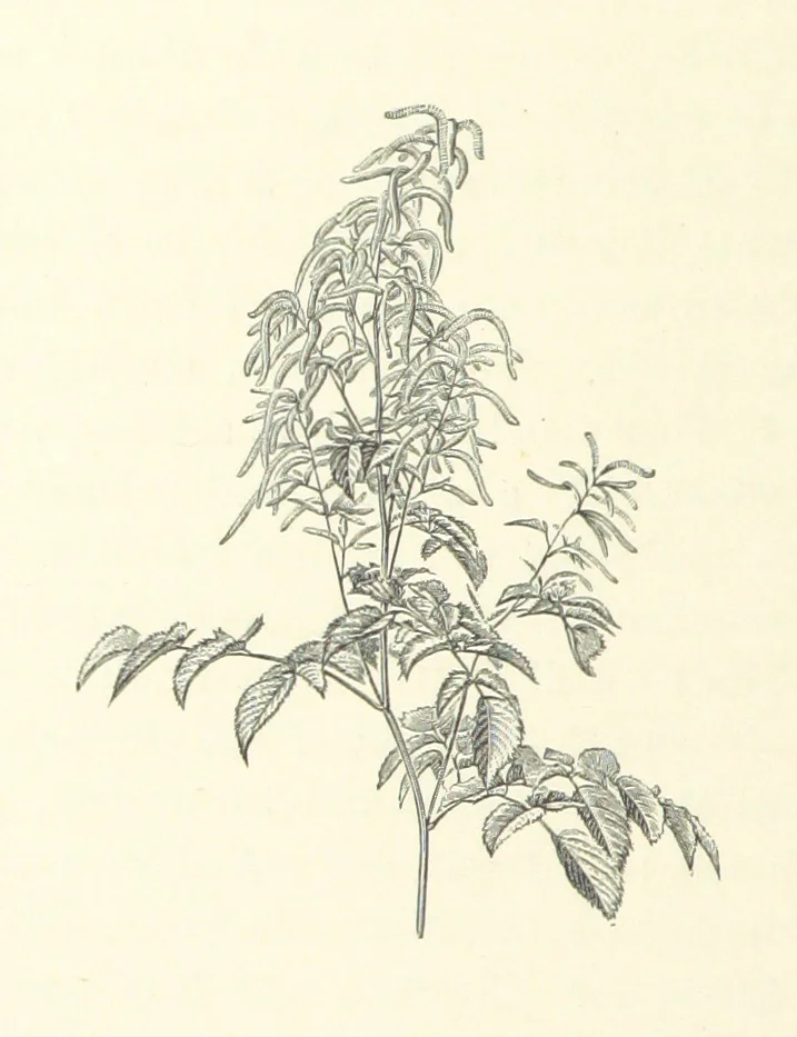 An illustration from A Daughter of the Klephts; or, A Girl of Modern Greece, etc. [A tale, 1897, leaf 242