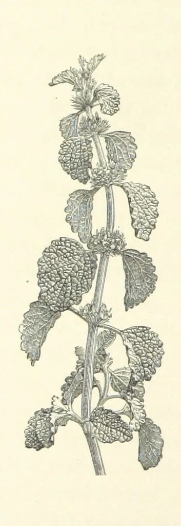 An illustration from A Daughter of the Klephts; or, A Girl of Modern Greece, etc. [A tale, 1897, leaf 254