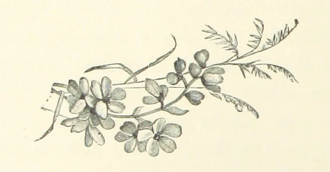 An illustration from A Daughter of the Klephts; or, A Girl of Modern Greece, etc. [A tale, 1897, leaf 266