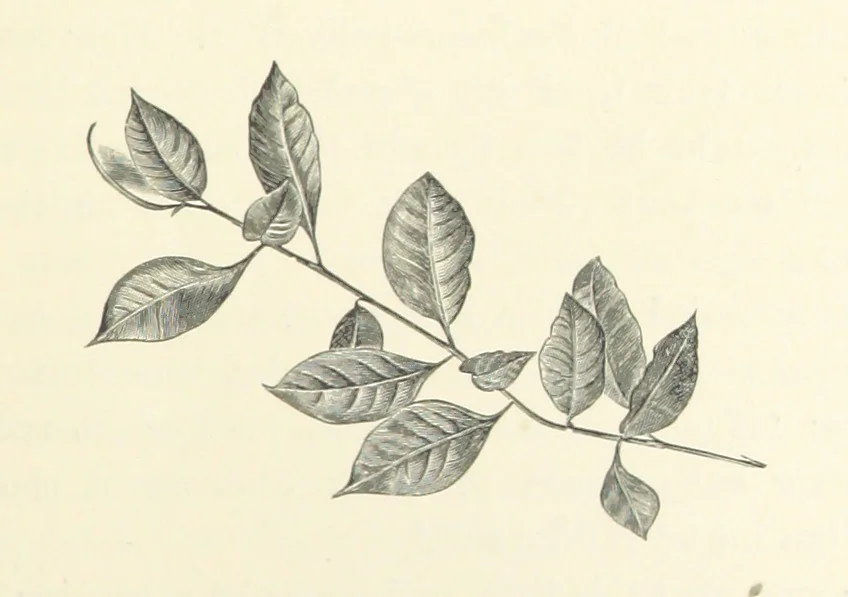 An illustration from A Daughter of the Klephts; or, A Girl of Modern Greece, etc. [A tale, 1897, leaf 277