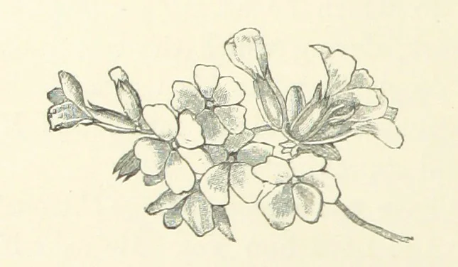 An illustration from A Daughter of the Klephts; or, A Girl of Modern Greece, etc. [A tale, 1897, leaf 286