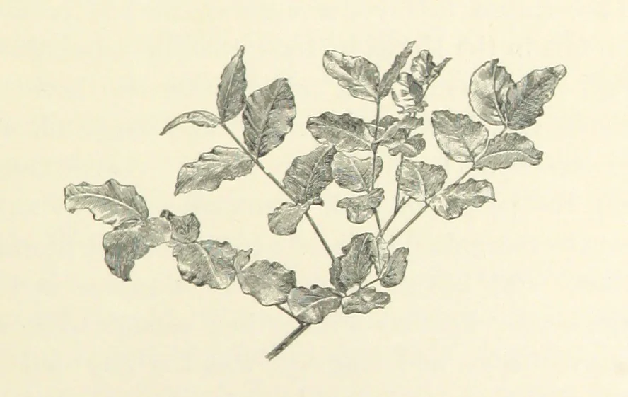 An illustration from A Daughter of the Klephts; or, A Girl of Modern Greece, etc. [A tale, 1897, leaf 307