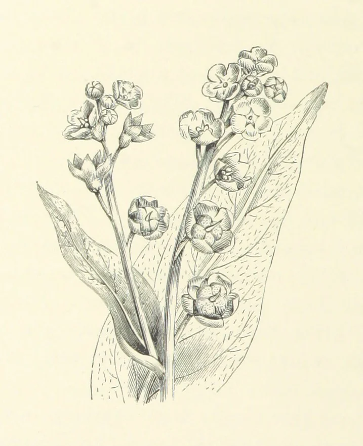 An illustration from A Daughter of the Klephts; or, A Girl of Modern Greece, etc. [A tale, 1897, leaf 316
