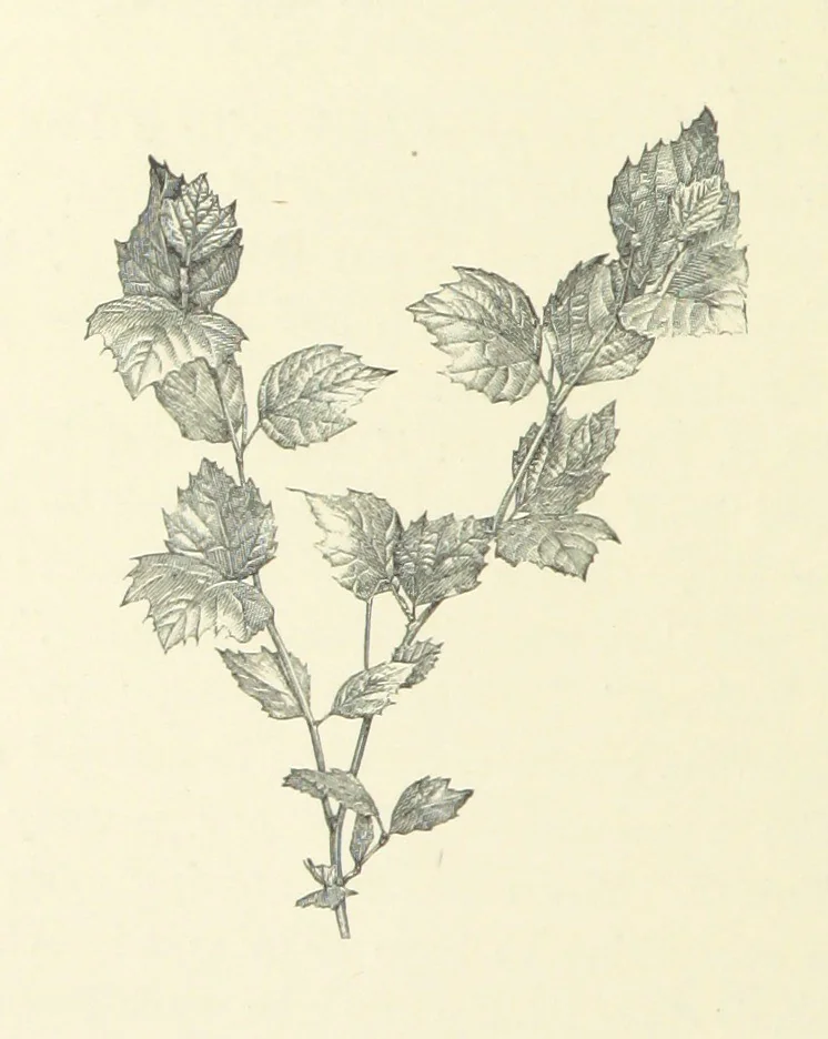An illustration from A Daughter of the Klephts; or, A Girl of Modern Greece, etc. [A tale, 1897, leaf 346