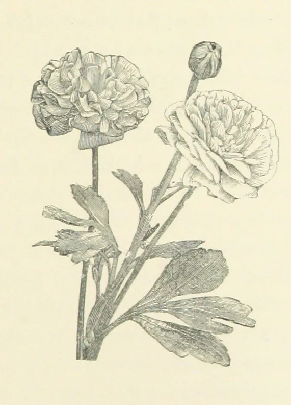 An illustration from A Daughter of the Klephts; or, A Girl of Modern Greece, etc. [A tale, 1897, leaf 359