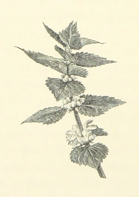 An illustration from A Daughter of the Klephts; or, A Girl of Modern Greece, etc. [A tale, 1897, leaf 36