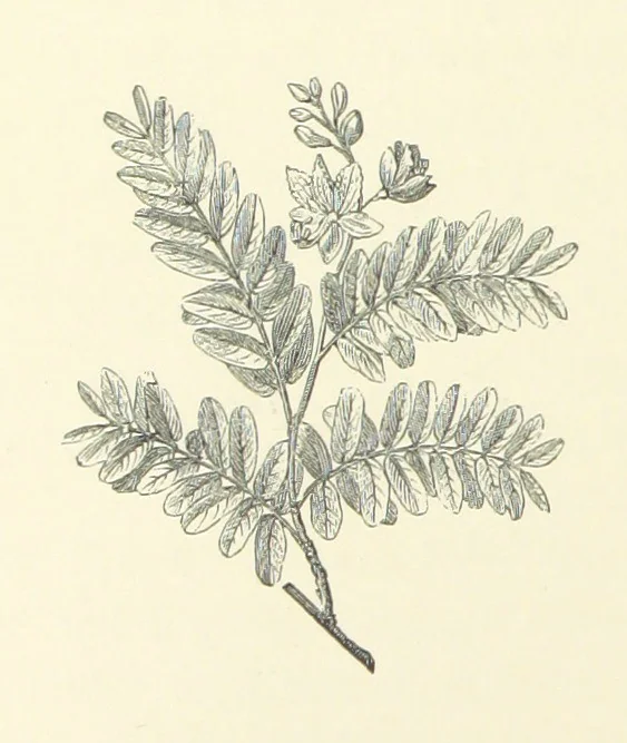 An illustration from A Daughter of the Klephts; or, A Girl of Modern Greece, etc. [A tale, 1897, leaf 56