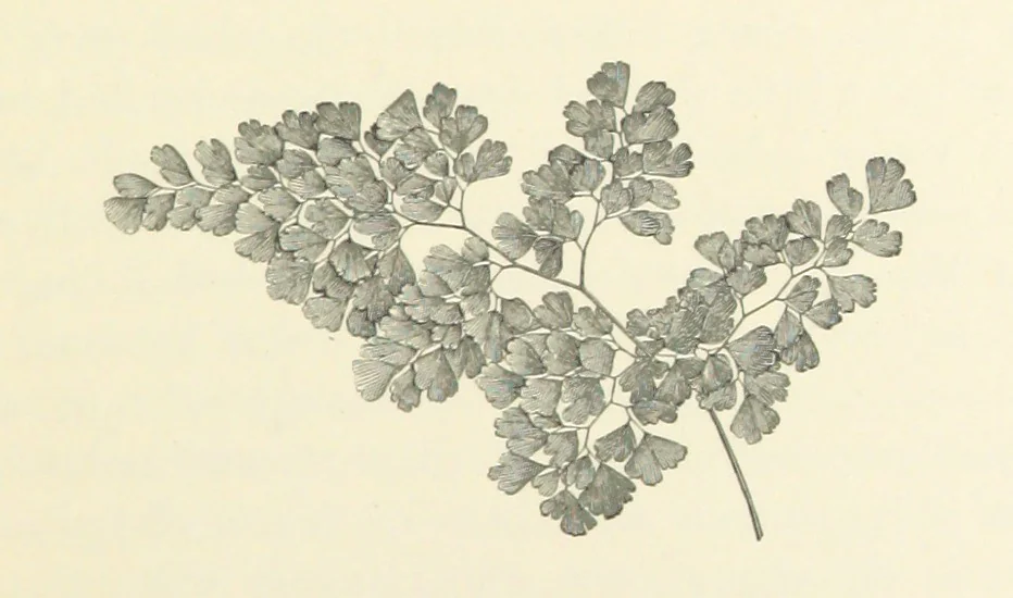 An illustration from A Daughter of the Klephts; or, A Girl of Modern Greece, etc. [A tale, 1897, leaf 67