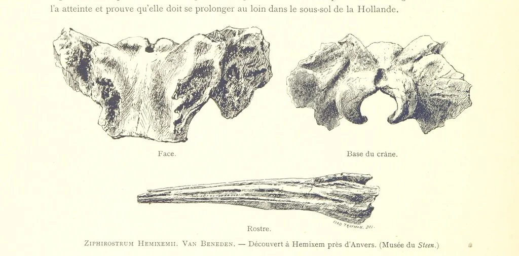 An illustration from Anvers à travers les âges, 1887, leaf 22
